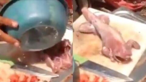 WATCH: She Couldn't Stop Screaming When The Meat She Was Cooking Came Back To Life