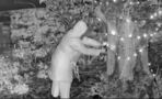Old Lady Was Caught On Camera Cutting Down Her Neighbour's Christmas Lights