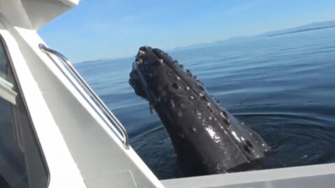 Watch What Happens When This Curious Whale Gets A Bit Too Close To This Boat