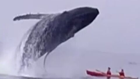 After Seeing These Photos You’ll Never Want to Set Foot in the Ocean Again