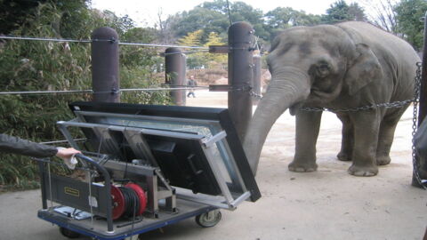 This Study Shows That Asian Elephants Have One Very Surprising Talent