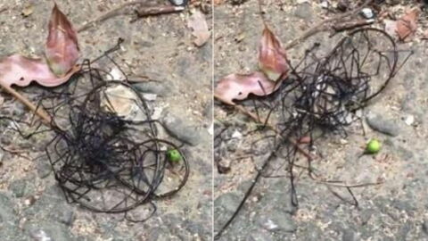 This Is The Truth Behind The Bizarre Creature Filmed In Taiwan