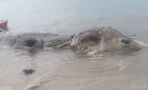 A giant ‘unidentified sea monster’ has been discovered in the Philippines