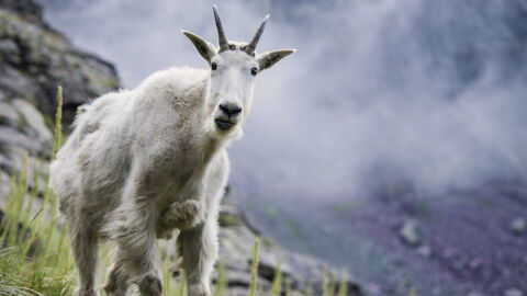These Goats Had To Be Removed From A National Park After They Developed This BIZARRE Addiction