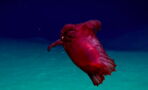 This Peculiar Creature Was Recently Filmed for the First Time in Antarctica