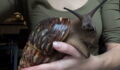 This African snail may look docile – but it’s actually dangerously destructive