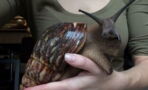 This African snail may look docile – but it’s actually dangerously destructive