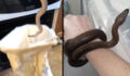 Stockport Woman Finds Snake In Oven As She Opens Door To Cook Chips