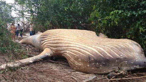 This Whale Appeared In The Middle Of The Amazon Rainforest... And No One Can Work Out How It Got There