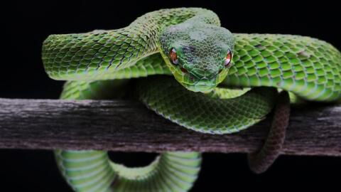 These Five Animals Can Sense Things Humans Can’t