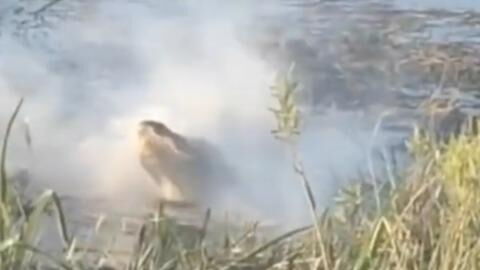 Shocking video of alligator attacking and devouring a flying drone