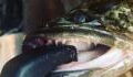 Snakehead Invasion: These Dangerous Fish Can Survive For Days On Land