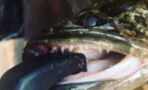 Snakehead Invasion: These Dangerous Fish Can Survive For Days On Land