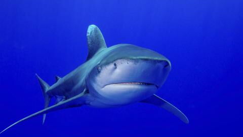 Sharks: These 5 species are the most dangerous to humans