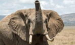 Angered elephant destroys tourists’ vehicle during a safari