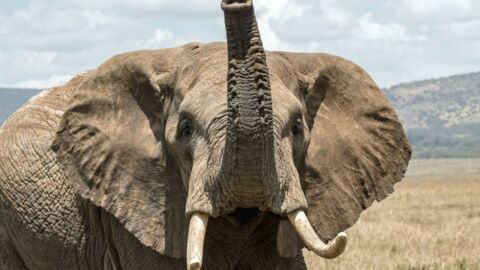 Angered elephant destroys tourists’ vehicle during a safari