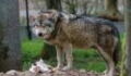 Researchers Fear Rare Wolf And Her Pups Have Been Killed In Belgium By Hunters