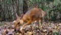 A Stunning 'Mouse-Deer' Photographed In Vietnam For The First Time In 30 Years