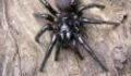 This Australian spider could kill a human in just fifteen minutes