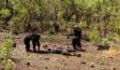 Brutal Footage Shows What Happens When Chimps Turn On Their Leader