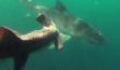 Shark vs shark: A tiger shark tries to take on a hammerhead