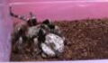 Terrifying Moment a Woman Opens a Tarantula’s Egg Sac