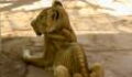 Heart-breaking Images Reveal Starving Lions In Horrifying Conditions In Zoo In Sudan