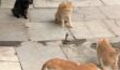 Watch As Four Cats Team Up Against a Deadly Snake on the Streets of India