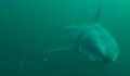 Here Is What It’s Like To Be Chased By A Great White Shark (VIDEO)