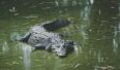 Villagers in Sri Lanka Were Able to Save the Life of an Enormous Crocodile