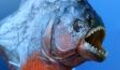 This video captured by tourists proves just how terrifying piranhas can be