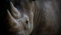 How Captivity Caused Jacob The Rhinoceros To ‘Die From Fatigue’