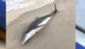 Florida's Authorities Offer A £15K Reward After Two Dolphins Were Found Stabbed And Shot Dead