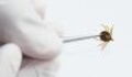 Your Eating Behaviour Could Be Reprogrammed After Being Bitten By This Tick