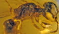 A 100-Million-Year-Old Bee Was Found Trapped In Amber