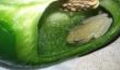 Intrigued Canadian Couple Found A Live Frog Inside A Bell Pepper