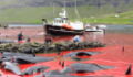 Disturbing Footage of This Traditional Ceremony in the Faroe Islands Has Caused Outrage
