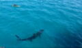 This Kayaker Had An Incredible Encounter With A Giant Shark
