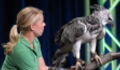 Meet one of the biggest and most powerful birds of prey in the world