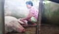 They Witnessed a Pig Giving Birth but What They Saw Was Out of This World