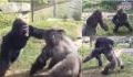 Two gorillas captured in an incredible fight at the zoo