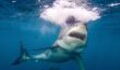This Insane Footage Shows a Great White Shark Stealing a Fishermans Catch