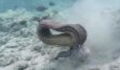 Eel vs octopus: A diver captures footage of their brutal battle