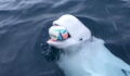 This football playing beluga whale could actually be a Russian spy