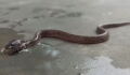 Researchers Recently Found and Took Video of a Rare Two-Headed Wolf Snake