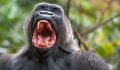 Wild Gorillas Filmed Singing Together in Animal Sanctuary