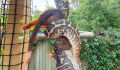 This huge carpet python devours a possum in an upside down stunt