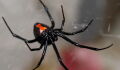 Three brothers have been bitten by a black widow in an attempt to become Spider-Man