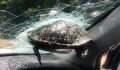 Driver left shocked as flying turtle smashes into windscreen