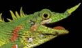 Lizard Lost to Science For 130 Years Has Finally Been Rediscovered